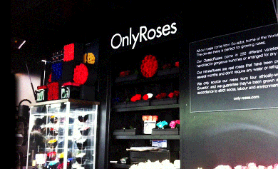 gallery/roses